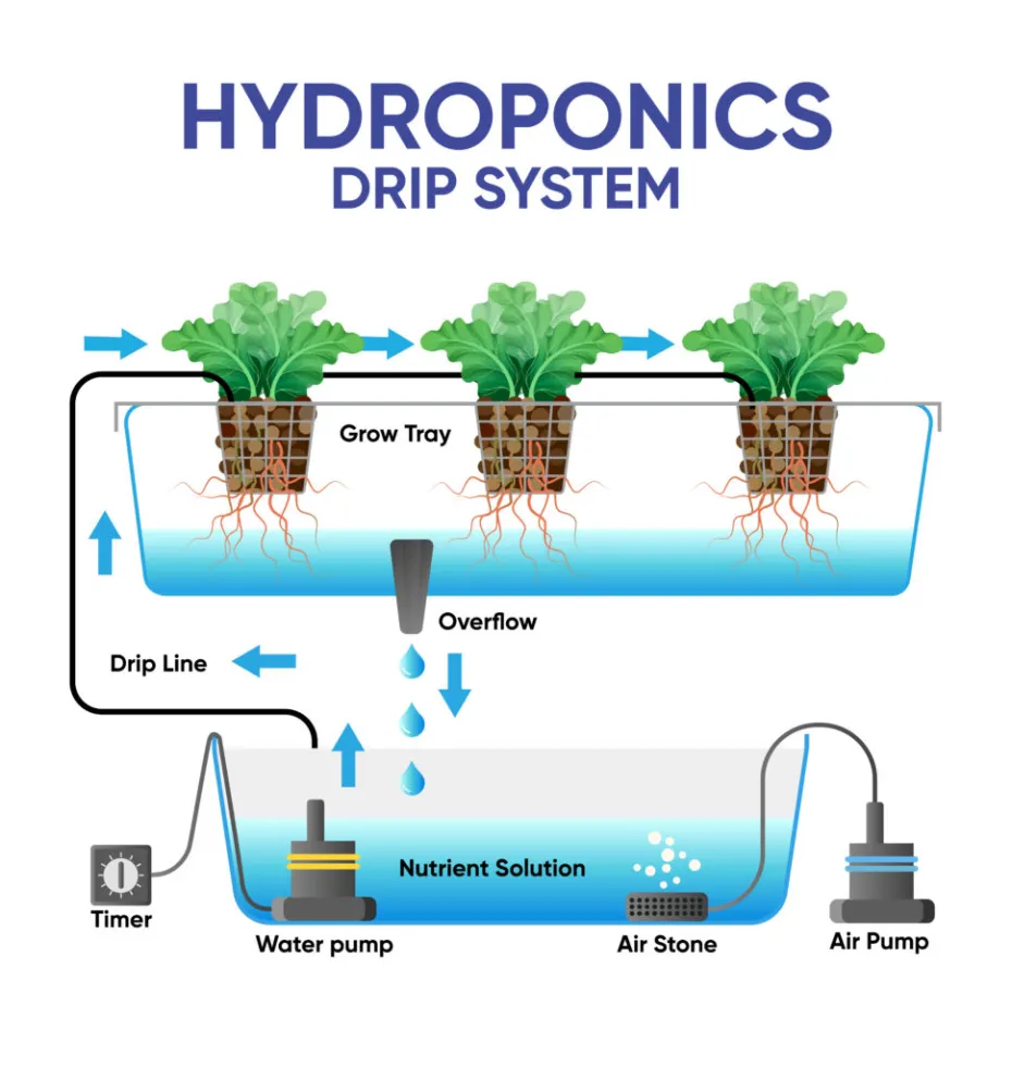 Hydroponics: Cultivating Plants Without Soil