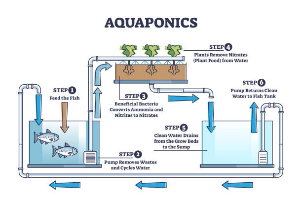 Exploring the Wonders of Aquaponics: The Perfect Union of Aquaculture and Hydroponics