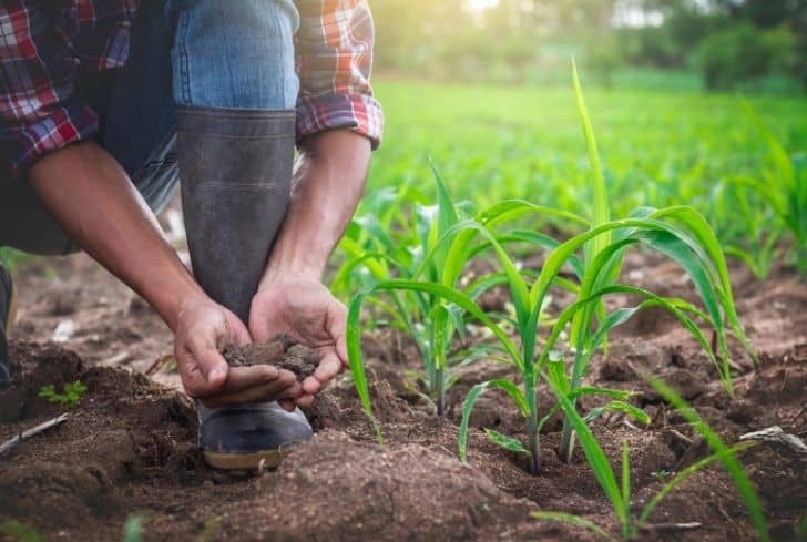 Improved Crop Varieties: Cultivating Sustainability in Agriculture